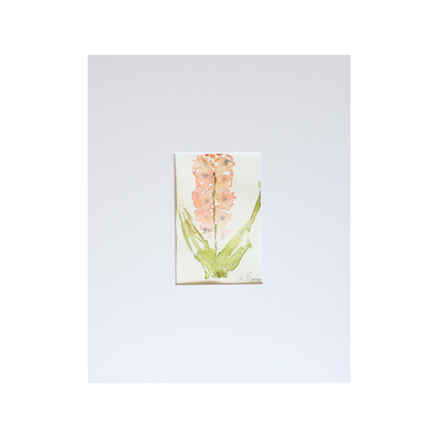 Gladiolus Riks Fizzle II