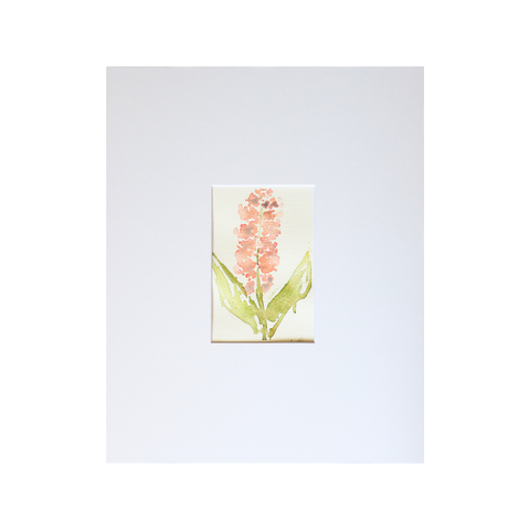 Gladiolus Riks Fizzle I