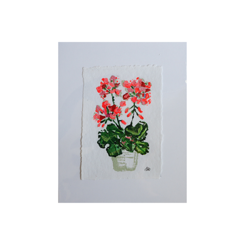 Blooming Girls Geranium Trio