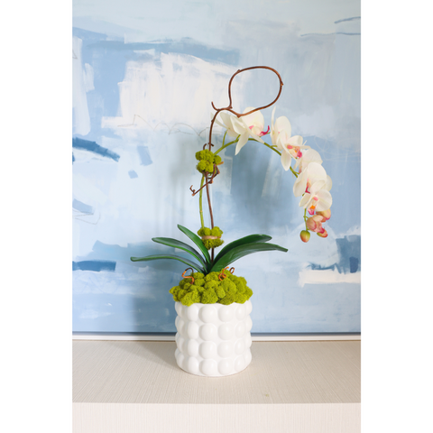 White & Blush Orchid in Bubble Pot