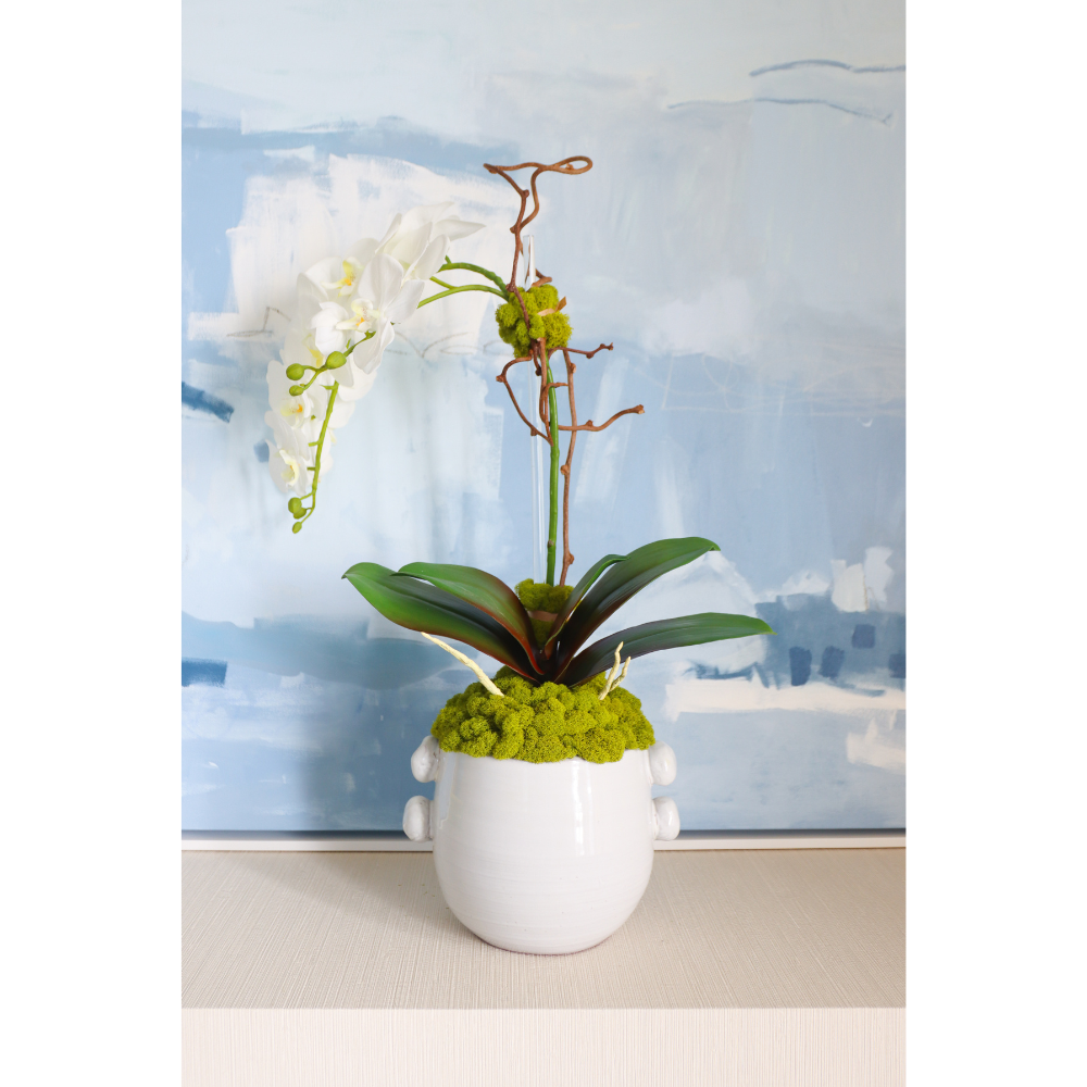 White Orchid in Knobby Pot