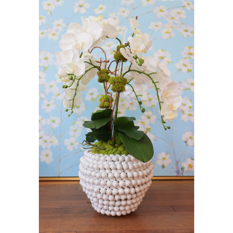 White Orchids in Pom Pom Pot