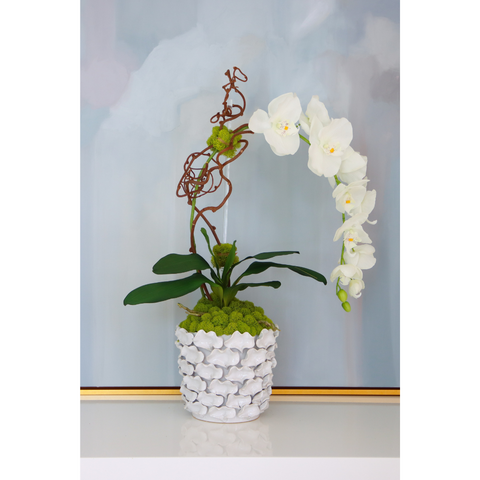 White Orchid in Petal Pot